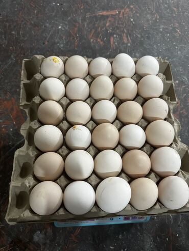 продаю в связи: Продаю крупные яйца экстра оптом 
(10 сомов