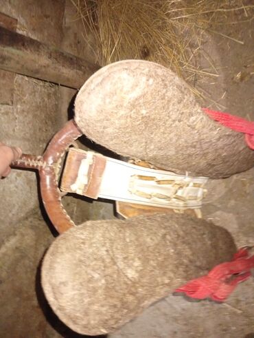 собака охотничья: Продаю | Конь (самец) | Рабочий