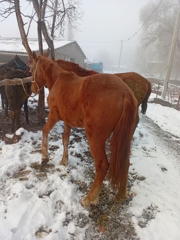 Лошади, кони: Продаю | Кобыла (самка) | Рабочий — 2