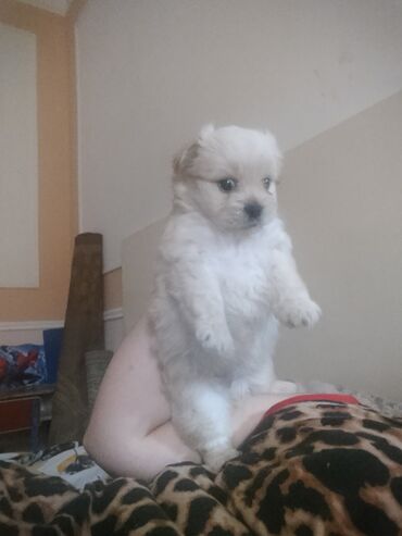 Pulsuz: Satlir pekines 200m