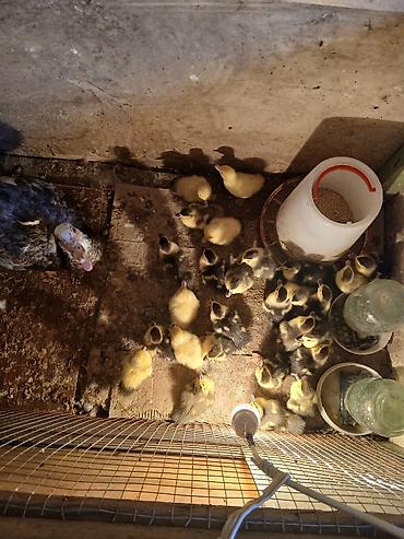 qaz ve ordek satisi: Satılır: ünvan binə qəsəbəsi 27 bala bir ana,hamısı biryerde satılır — 4