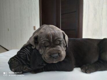 pitbul ıt: Кане-корсо, 1 месяц, Самец