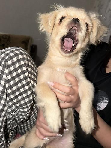 it balasi type 0: Pekines, 3 ay, Dişi — 4