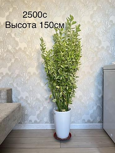 высокий кактус: Пендилантус -высота140см — 6