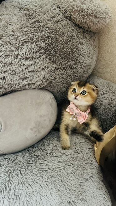 Pişiklər: Dişi — 16