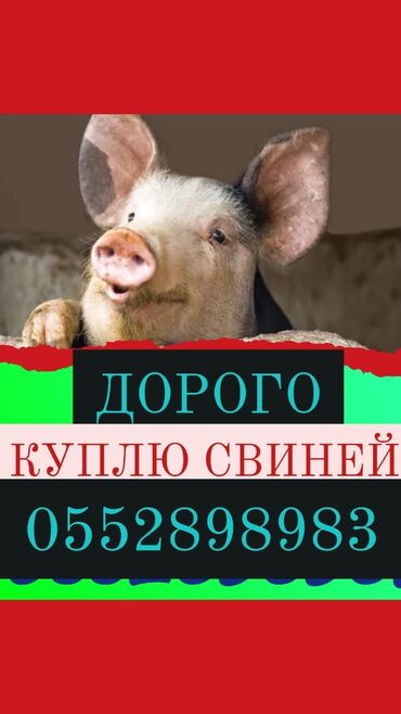 купить индюшат цена бишкеке: Куплю свиней