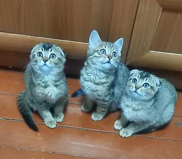 Продажа кошек: Продаются котята шотландской породы чистокровные, мальчик скотиш — 4