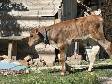 коровы животные: Сатам | Музоо