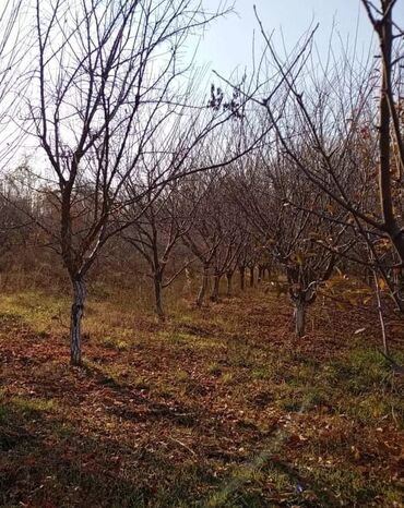 бишкек дом участок: 30 соток, Курулуш, Кызыл китеп