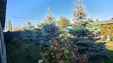 комтер: Ель голубая (Picea pungens, Blue Spruce) для ландшафтного озеленения — 5