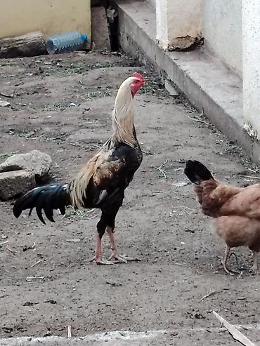brama cuceler: Toyuq, Brama, Damazlıq — 9