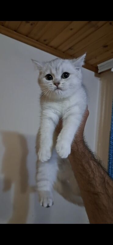 Pişiklər: Britan, Dişi, Yaxşı əllərə, Ödənişli çatdırılma — 2