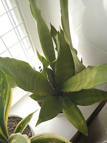 Otaq bitkiləri: Сциндапсус N-Joy — 1