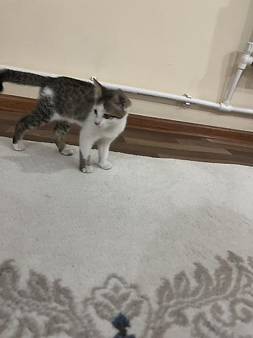 кошка с разными глазами: Отдам даром кошку — 4