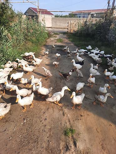 qara xoruz: Məhsul: Ev quşları – ördəklər (qarışıq sürü) Təsvir: - Fotoşəkillərdə — 7