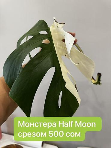 Монстеры: Монстера вариегатная — черенки: - Монстера Альба «Мраморная»: срез — 3