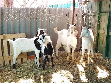 Козы, козлы: Продаю | Козёл (самец) | Зааненская | Для разведения | Племенные — 6