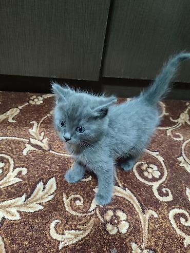 бесплатные котята: 3 месяца, Мальчик, Серый, Приучена к лотку, Проглистована — 2