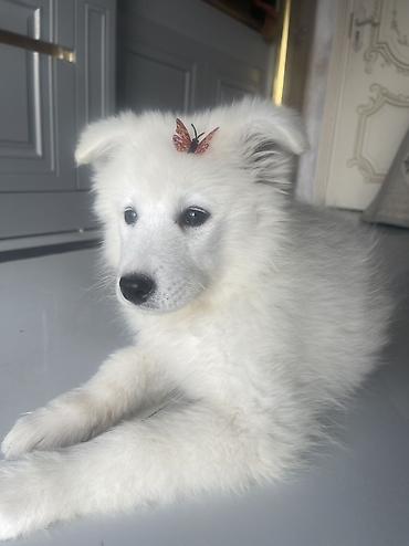İtlər: Samoyed, Erkek, Pulsuz çatdırılma — 9