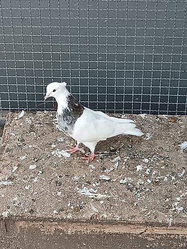 keci satanlar: Cavan erkəydi Dekorativ göyərçin – ağ tüklü, boyun və döş — 1