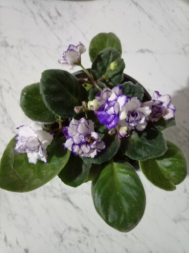 Otaq bitkiləri: Afrika bənövşəsi (Saintpaulia) kolleksiyası - Rəng çeşidi: açıq — 10