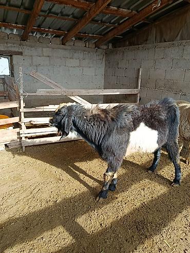 Козы, козлы: Продаю | Козёл (самец) | Для разведения | Осеменитель — 5