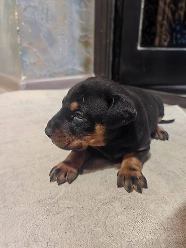 İtlər: Doberman, Pulsuz çatdırılma — 4