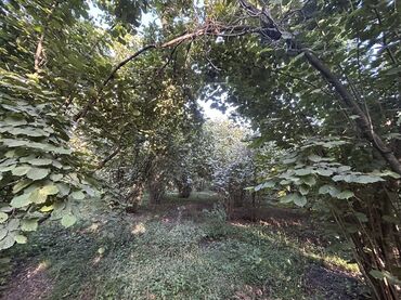 Kirayə torpaq sahələri: Kənd təsərrüfatı -da lalafo.az — 18 Kirayə torpaq sahələri: Kənd təsərrüfatı — 18