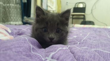 Скотиш Страйт (Шотландская прямоухая), 2 месяца, Девочка, Приучена к лотку, Проглистована
