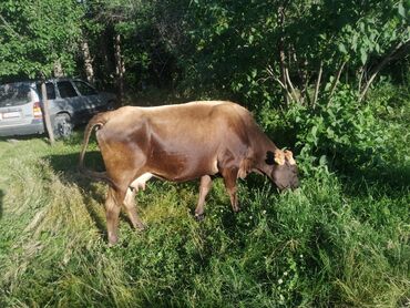 осеменение коров: Продаю | Корова (самка), Музоо, торпок | Для разведения, Для молока