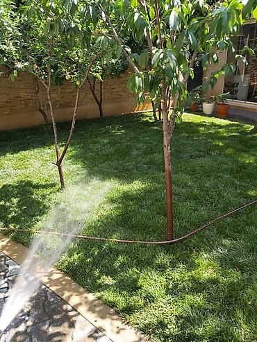 Toxumlar: Qazon yüksək keyfiyyət münasib qiymətə enni yarpaq danimarka toxumu — 12