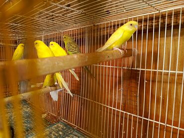 Tutuquşları: Əlavələri ilə qidalanma - Gündəlik təmiz su, müntəzəm qəfəs təmizliyi — 2