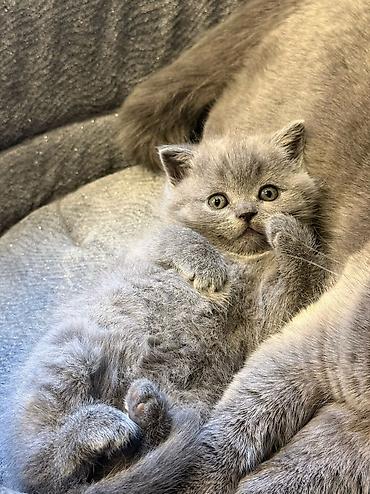Продажа кошек: Скотиш Страйт (Шотландская прямоухая), 2 месяца, Девочка, Голубой, Приучена к лотку — 1