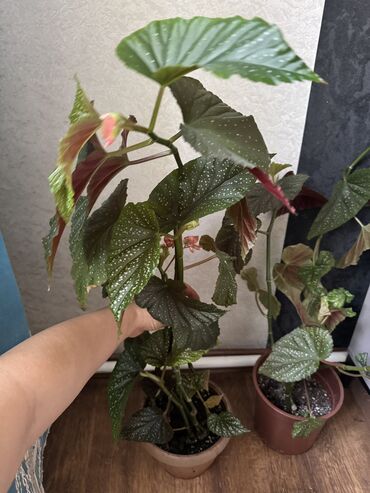 Другие комнатные растения: Гузмания абутилон оранжевый,каланхое розовый махровый,амазонская — 9