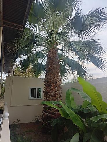 Растения: Satılır: dekorativ xurmayı xatırladan böyük palma ağacı (fan palm — 1