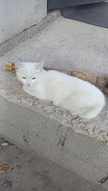 котят даром: Котята, домашние. На выбор два малыша: бесплатно атдам - Бело-серый — 3