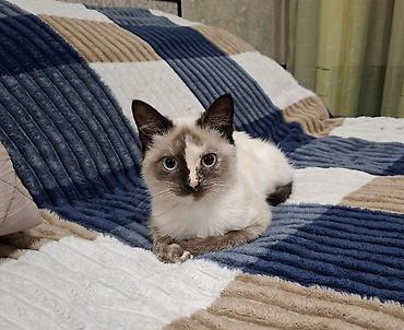 fermer kg: Кошка даром: Сиамская, 3 месяца, Девочка, Приучена к лотку — 2