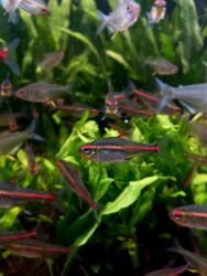 Аквариумы: Здравствуйте! 🌿 Вас приветствует магазин аквариумистики Green Aqua. У at lalafo.kg — 4 Аквариумы: Здравствуйте! 🌿 Вас приветствует магазин аквариумистики Green Aqua. У — 4