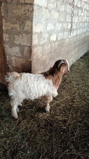 Keçi, çəpiş: Təcili satılır ehtiyac var Real alıcılar vatsap nömrəsinə yazsın 050 — 7