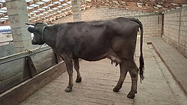 Коровы, быки: Продаю | Корова (самка) — 8