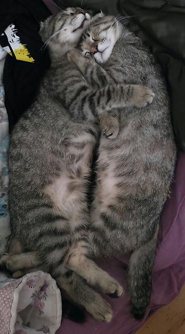 scottish fold qiyməti: Şotland yastı qulaq — 4