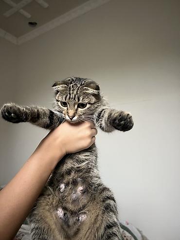 Продажа кошек: Котята, помет от вислоухой кошки (на фото мама — шотландского типа) — 4