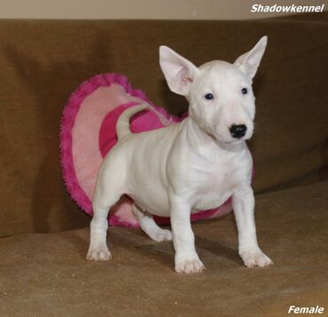 Psi: Stenci Mini Bull terijera, stari dva meseca, Pll, Lad, Lp clear na lalafo.rs — 3 Psi: Stenci Mini Bull terijera, stari dva meseca, Pll, Lad, Lp clear — 3