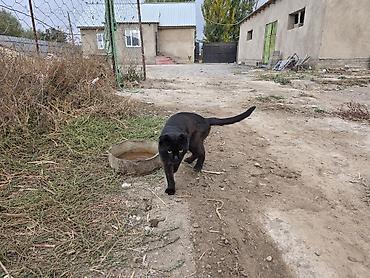 Отдам даром кошку: Кошка даром: Беспородная, Девочка — 3