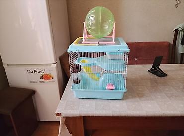 hamster: Akvarium balıqları ilə barter olunur.Uzunluğu 27,Eni 28, Hündürlüyü — 2