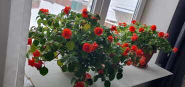 рассада помидор купить: Бальзамины (Impatiens, «Ванька мокрый») с махровыми