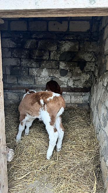 brama satisi: İki baş erkək simmental buzovlar satılır. Yalnız və yalnız real — 5