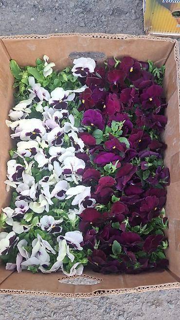 Другие садовые цветы и кустарники: Только оптом.По штучно не звонить.Рассада однолетних цветов для клумб — 13