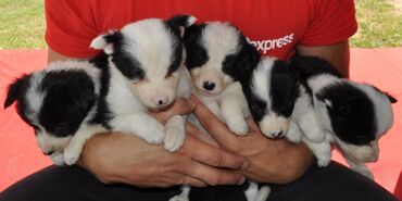 Psi: Štenci Border Collie oštenjeni 01. juna očišćeni od parazita više — 19
