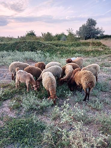 inək necə aya doğur: 8qoyun,6quzu,1 keçi 1 çəpiş. içində cəmi birdənə yaşlı qoyun var.ona — 2